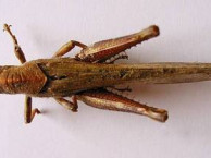 Insects and Kin