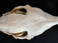Mammals