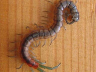 Insects and Kin