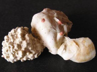 Seashells - Bivalves