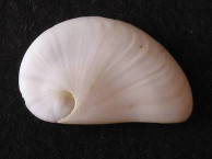 Seashells - Gastropods