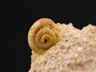 Fossils