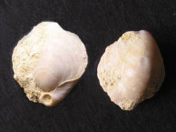 Fossils