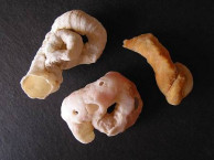 Seashells - Gastropods