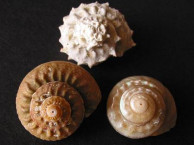 Seashells - Gastropods