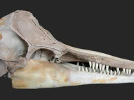 Mammals