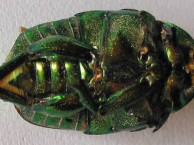 Insects and Kin