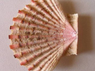 Seashells - Bivalves