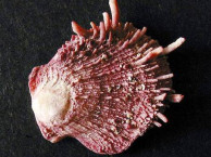 Seashells - Bivalves