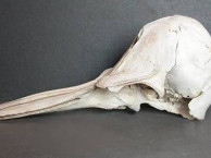 Mammals