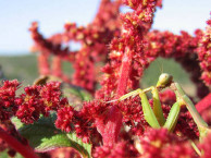Insects and Kin