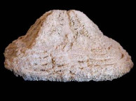 Fossils