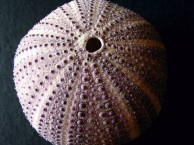 Urchins & Crabs