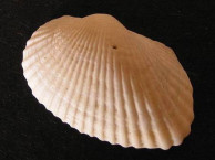 Seashells - Bivalves