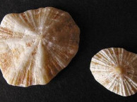 Seashells - Gastropods
