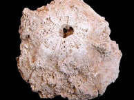 Fossils