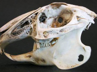 Mammals