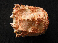 Urchins & Crabs