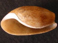 Seashells - Gastropods