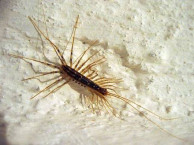 Insects and Kin