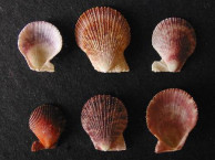 Seashells - Bivalves