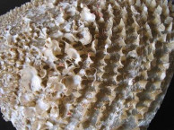 Seashells - Bivalves