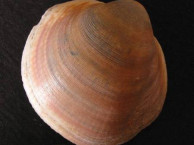 Seashells - Bivalves