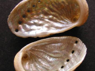 Seashells - Gastropods