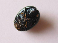 Insects and Kin