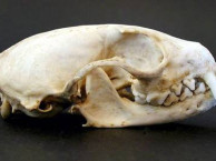 Mammals