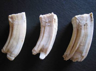 Mammals
