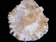 Fossils
