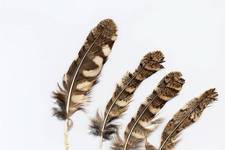Feathers of Scops owl, <i>Otus scops</i>. 
Fratsia, 1985.