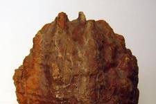 Stalagmites and stalactites are made of calcium carbonate, and formed in caves by dripping water. This magnificent example is 20 cm wide and 28 cm high, a generous gift from the family of Bill de Leeuw. <i>Photograph by Peter B Tzannes, 2004 </i>