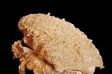 A large, fossilized Thorny Oyster, rare and wonderful because both valves are present and intact. 15 cm long. <I>Photograph ©Peter B. Tzannes, 2003</I>