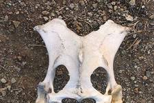 Hipbone of a cow, 47 cm high. <I>Photograph © James Prineas, 2003</I>