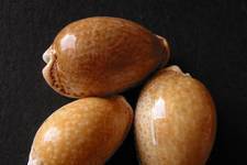 Some beautiful Cowries of the species <I>Cypraea spurca</I>, whose naturally glossy shells give them a polished appearance. 3  - 3.5 cm long. <I>Photograph © James Prineas, 2003</I>
