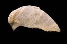 Fossilized oyster shell, deeply concave, 5 cm long. <I>Photograph ©Peter B. Tzannes, 2003</I>
