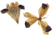 Iris, <i>Hermodactylus tuberosus </i>

These yellowish green flowers with deep purple tips appear all over Kythera in March. 

Pressed flowers. Fratsia, 1991.