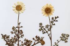 Simple yellow-and-white daisies. Dried flowers. Fratsia, 1991.