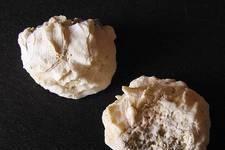 The upper valves of two European Oysters, <I>Ostrea edulis</I>, showing their irregular shapes and ruffled surfaces. Each about 3 cm long. <I>Photograph ©James Prineas, 2003</I>