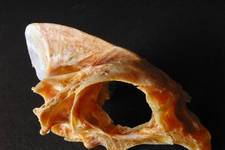 This large Sea Bream was purchased frozen from the Leontsinis Supermarket in Karvounades in 2003. It made a delicious meal.

Sea bream skull, 9 cm. <i>Photograph ©James Prineas, 2003</i>
