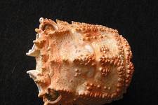 Despite its name, this creature is actually a crayfish, <i>Scyllarides latus</i>. Its box-like carapace covers its head and thorax. This one is 3 cm long. <i>Photograph ©James Prineas, 2003</i>