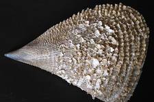 This majestic Fan Mussel, <i>Pinna rudis</i> was found near Diakofty. Also known as the Pen Shell. Gift of Zoe Paul. 31 cm long. <i>Photograph ©James Prineas, 2003</i>