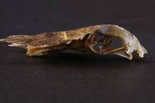 Gurnard, <i>Triglida</i>

The gurnards have pectoral fins that fan out like wings, for which reason they are mistakenly called ‘flying fish’. In fact they are bottom feeders, and lie on the sea floor, using their wing-like fins to stir up weeds and sand to rout out their prey.

Skull of...