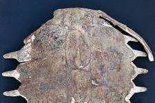 The Loggerhead Turtle has a long, oval, reddish brown shell. This one was found washed up on Fyri Ammos Beach in Agia Pelagia by Sem Schreuder, Tom Schreuder and Inge de Leeuw. Gift of Zoe Paul and Susan Moxley.

Loggerhead shell, 50 cm long. <i>Photograph ©James Prineas, 2003</i>