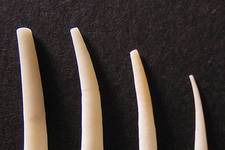 The Tusk Shell, <i>Dentalium vulgare</i>, is a member of the Class Scaphopoda, characterized by a long, narrow shell that opens at both ends. Scaphopods bury themselves in the mud in deep water, and can be found washed up on the beach after a storm. Over 300 species of Tusk Shell exist. These...