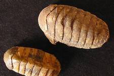 These prehistoric-looking creatures are members of the Class Amphineura. Their shells are made of 8 overlapping plates held together by a leathery girdle. Found in Paliopoli. 1.5 and 2 cm long. <i>Photograph ©James Prineas, 2003</i>