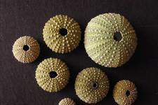 A small collection of <i>Psammechinus microtuberculatos</i>, better known as Green Sea Urchins. These range from 1.5 to 6 cm in diameter. <i>Photograph ©James Prineas, 2003</i>