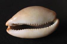 The underside of a Lurid Cowrie,<I>Cypraea lurida</I>, showing its silly grin. 4.5 cm long. <I>Photograph © James Prineas, 2003</I>